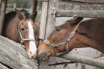 Two horses are kissing