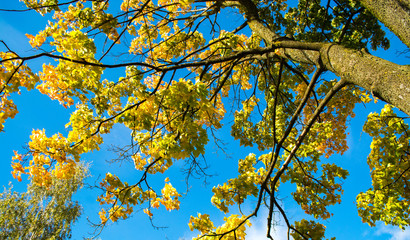 Looking up maple tree on blue cloudy sky  background. Autumn yellow leaves against the sunlight.