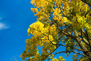 Looking up maple tree on blue cloudy sky  background. Autumn yellow leaves against the sunlight.