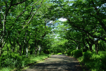 初夏の緑色に囲まれた風景