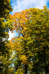 Tall old trees on blue cloudy sky background. Yellow and green  leaves.