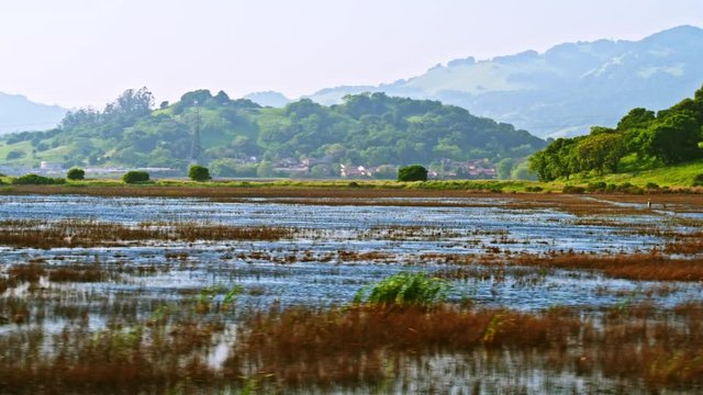 Green wetlands and nature marshes near Napa river near Vallejo in California with hills, fields and trees in the background on a sunny day