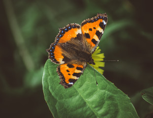 butterfly urticaria
