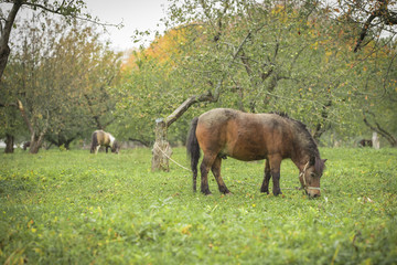 A horse walks in the field