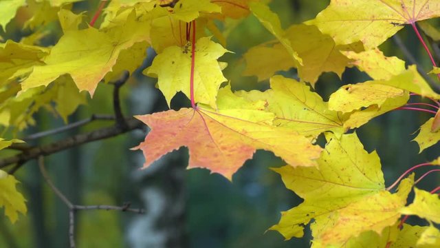 4K shot of yellow maple leaves swaying in the wind in cloudy autumn weather