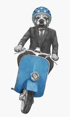 English Bulldog rides scooter. Hand-drawn illustration.