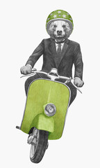 Bear rides scooter. Hand-drawn illustration.