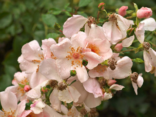 Heckenrose, Rosa canina