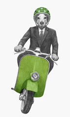 Jack Russell rides scooter. Hand-drawn illustration.