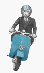 Tiger rides scooter. Hand-drawn illustration.
