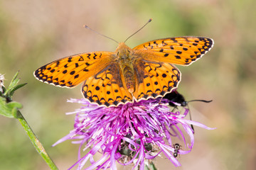 Macrophotographie de papillon - Melitee orangee (Melitaea didyma)