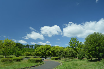公園の空と森と道