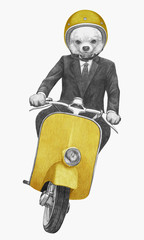 Chihuahua rides scooter. Hand drawn illustration.