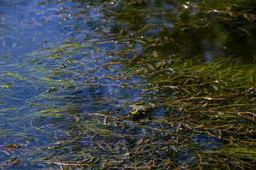 Frog in swamp