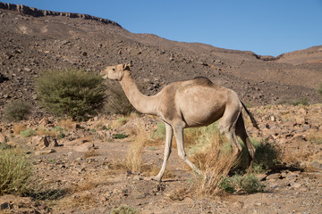Sahara Camel 
