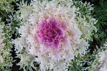 Cabbage Ornamental