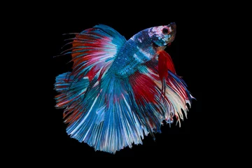 Schilderijen op glas The moving moment beautiful of siam betta fish in thailand on black background. © Soonthorn