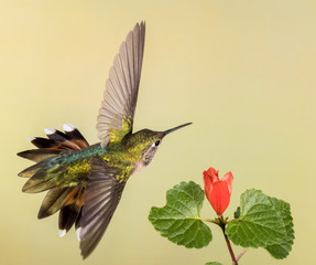 Obraz premium Female Broad-tailed Hummingbird