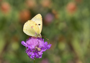 Macrophotographie de papillon - Soufre (Colias hyale)