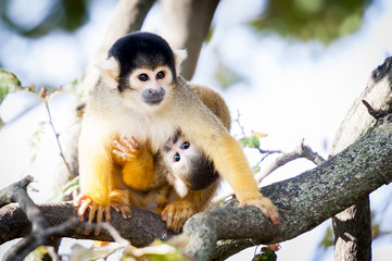 Singe saimiri jaune et son petit