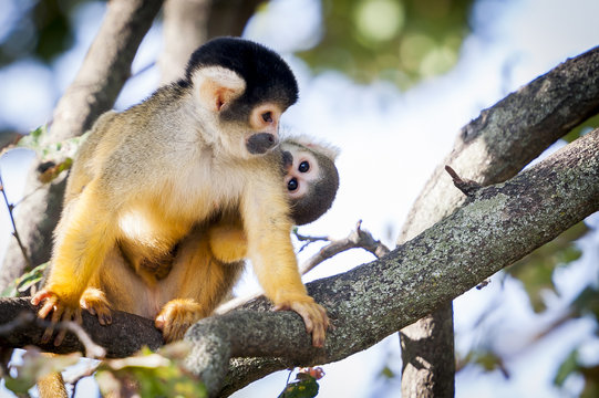 110 Best Singe Jaune Et Noir Images Stock Photos Vectors Adobe Stock