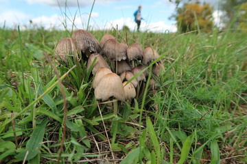 Obraz premium Mushrooms in a pasture