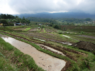 Reisfelder auf Bali - 176523546