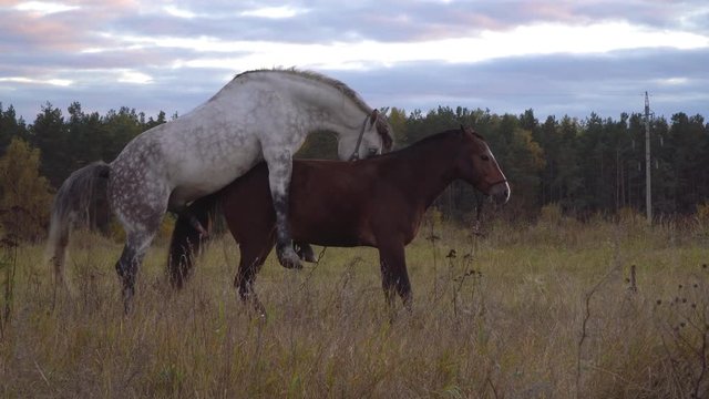 love game and courtship between  two horses on the autumn meadow