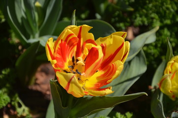 Fire Tulip
