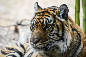 Sumatran Tiger Left Profile