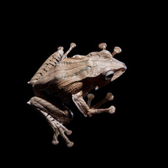 Borneo eared frog on black background