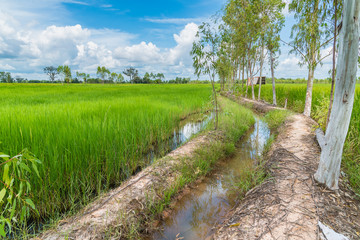 Fototapeta na wymiar The pathway goes along the ditch that lead to the boundless rice plantation in northern Thailand