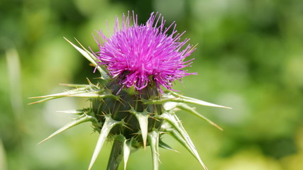 Fiore di cardo