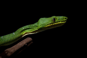 Emerald tree boa on black
