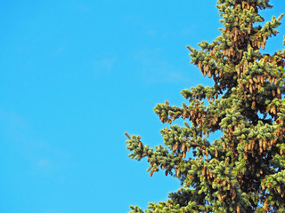 Lush, evergreen adult spruce with lots of cones on branches against the blue sky.