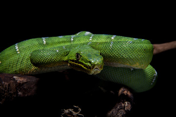 Emerald tree boa on black