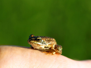 Obraz premium Small frog on the palm of a human on the green grass background. Edible frog or Pelophylax esculentus is a name for a common European frog, also known as the common water frog or green frog