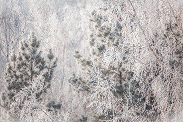 Fototapeta na wymiar First snow in the park. Winter landscape