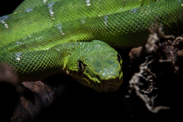 Emerald tree boa on black