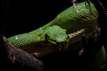 Emerald tree boa on black