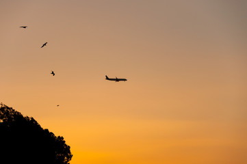 Fototapeta na wymiar Airplane on sunset background and birds flying in the sky