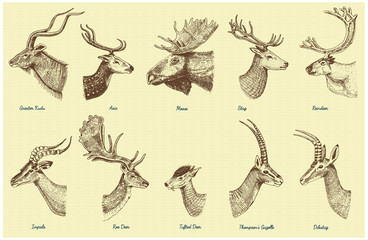 Big set of Horn, antlers Animals moose or elk with impala, gazelle and greater kudu, fallow deer reindeer and stag, doe or roe deer, axis and dibatag hand drawn, engraved