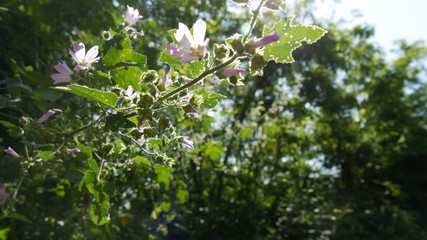 Foresta Mediterranea