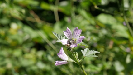 Foresta Mediterranea