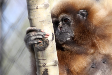 Gibbon
