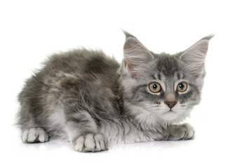 Obraz premium maine coon kitten