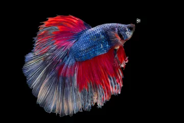 Fotobehang The moving moment beautiful of siam betta fish in thailand on black background. © Soonthorn