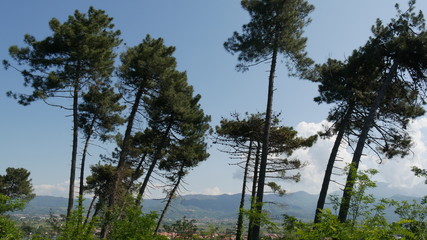 Obraz premium Pini marittimi in Liguria