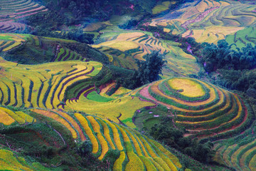 Explore the natural beauty of Northwest Vietnam. Terrace field with the different type of seeds makes a beautiful colorful picture.
