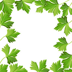 Fototapeta na wymiar Parsley isolated on white photo-realistic vector illustration design element in culinary, cooking ingredient, package decoration, sticker, label.